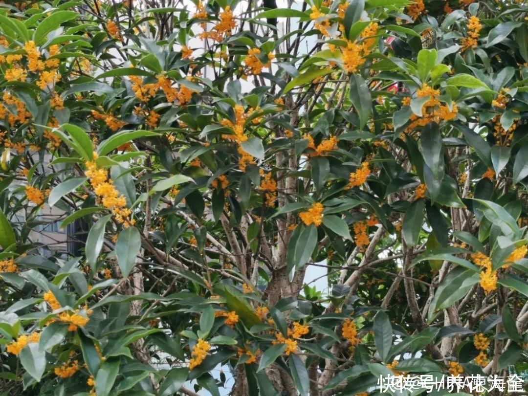 修剪|8月后，6种花别修剪，小心以后不开花