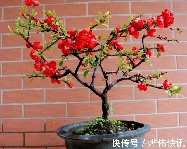 一种花叫“木瓜”,耐寒好养,开花漂亮,春季开满枝,比玫瑰美
