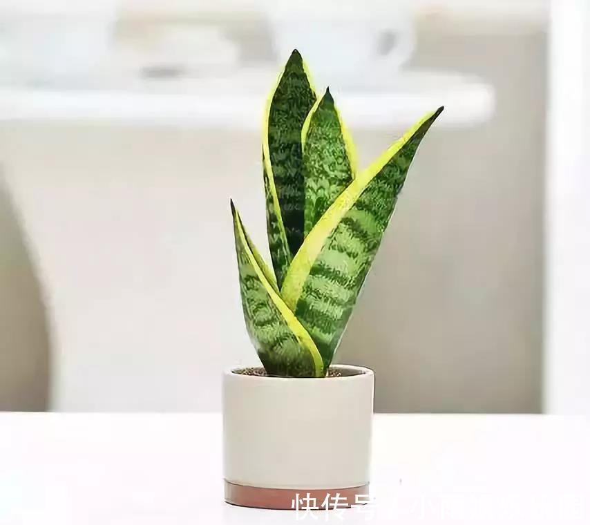 冬季养花大全,家里有这21种花的看过来