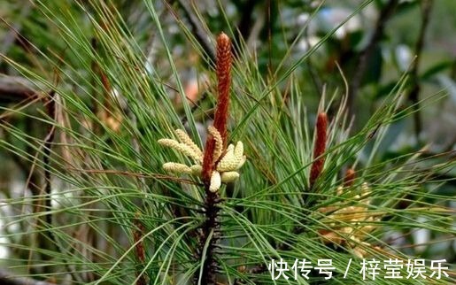 失眠|山里的这“针”，能治便秘与失眠，必要时还是急救良药