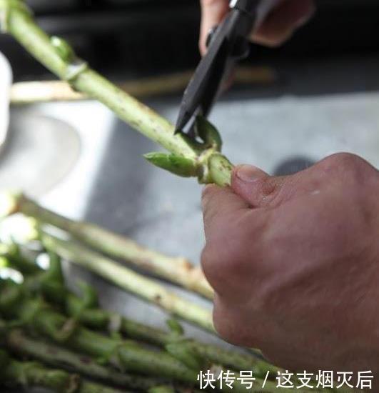 现在扦插此4种花,一周就长芽生根,一棵变多棵,成养花大户了