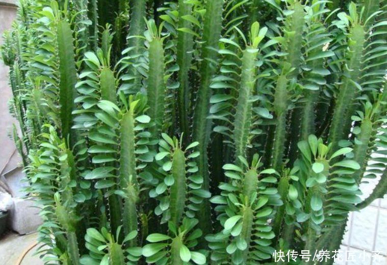 俗话说：“勤人养鱼，懒人养花”，这6种花最适合懒人去养