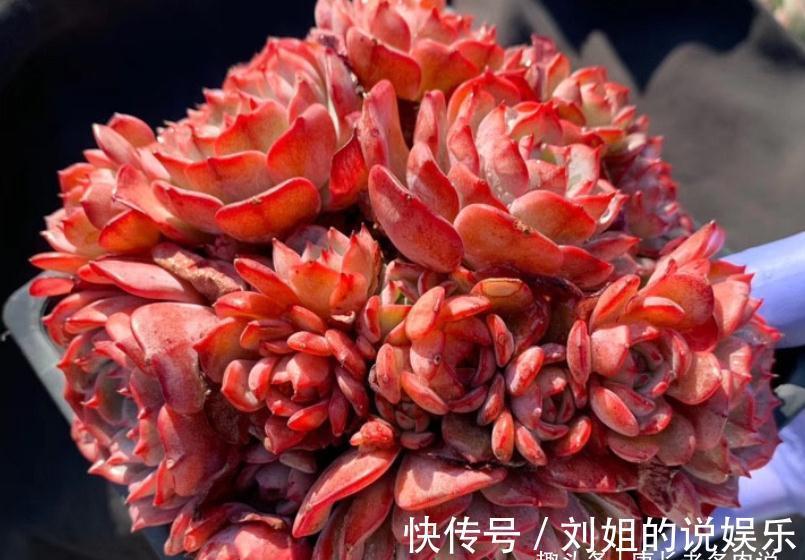 喜欢多肉爆盆的肉友有福了,去入手这8款多肉,个个都是爆头狂魔