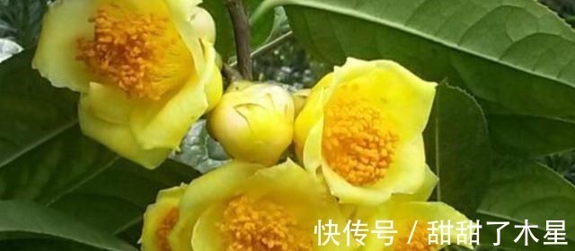 食用价值|这款金黄茶花,香气扑鼻,可以泡茶,营养丰富,观赏食用两不误!
