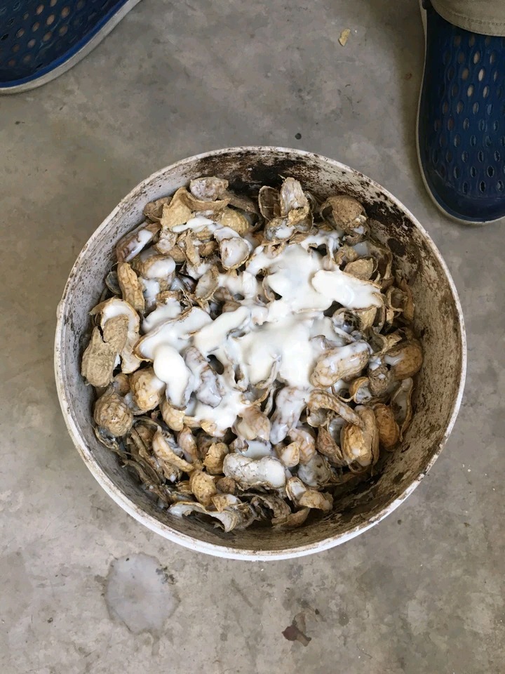 无论南方北方,养花选“1种”壳,基质疏松肥沃,轻松长爆盆