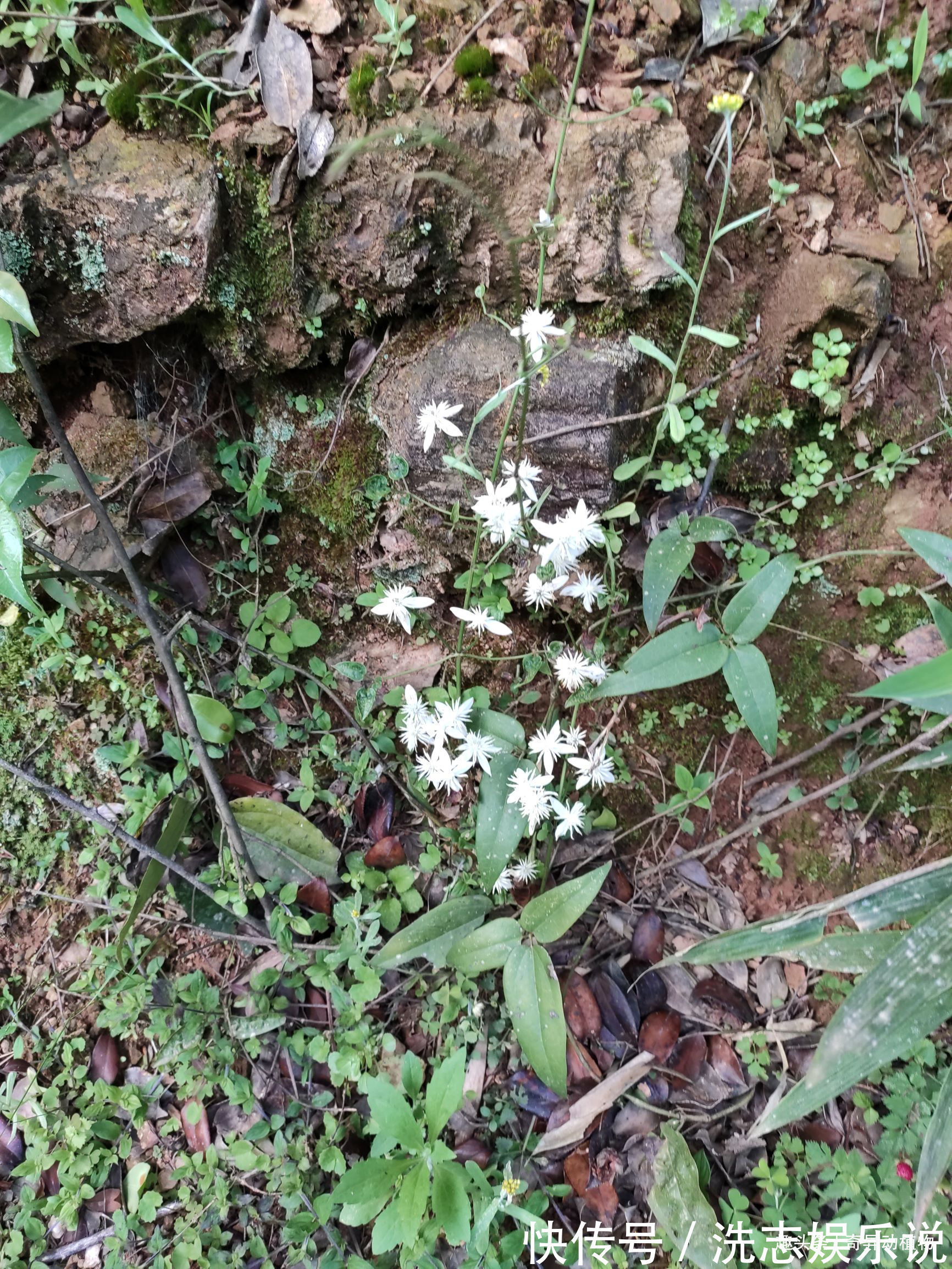大夫|很多人看它只是漂亮的野花,而在中医眼里可是治病良药