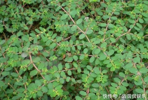 女人|农村不起眼的杂草却是女人的“救命草”,如今价值千金,你认识吗