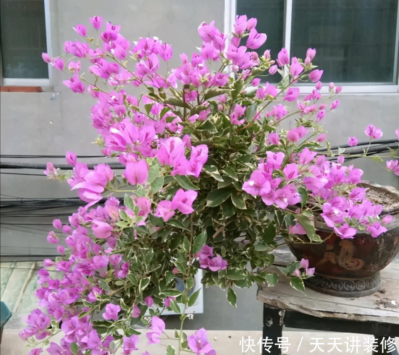 三角梅不耐冻,三个“小动作”,韧性足猛抽穗,绽放层叠群花