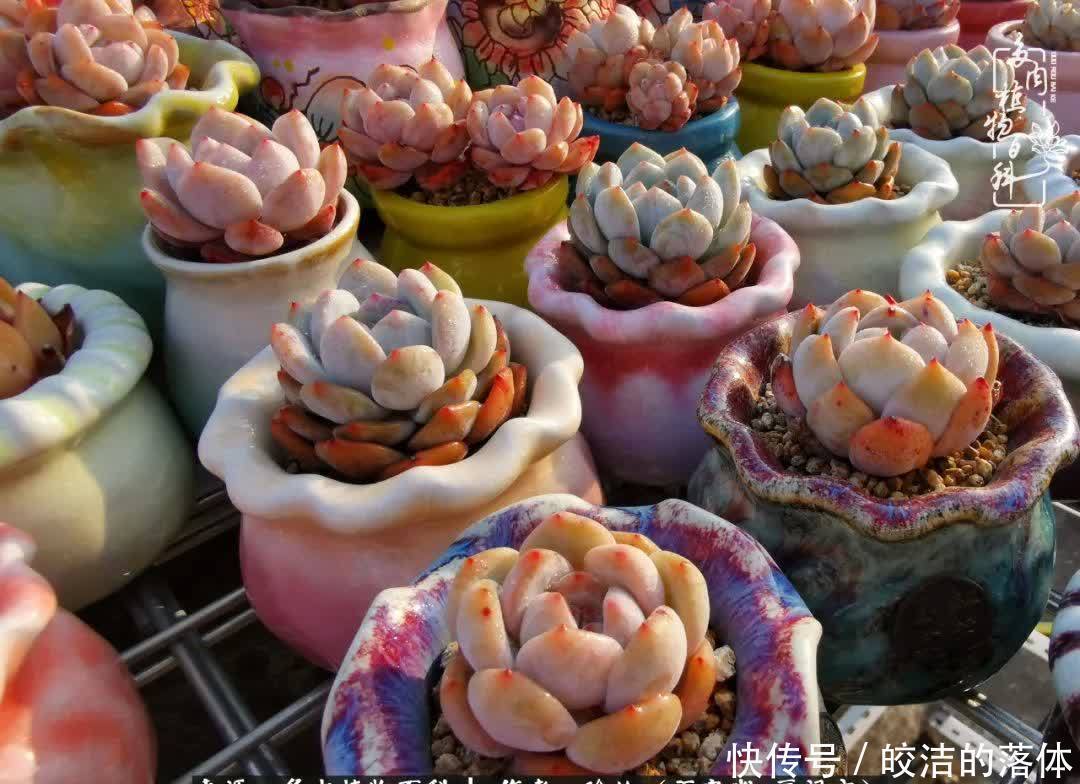 百度|我与多肉那些不得不说的故事!