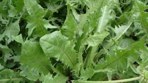 人要长寿,多吃3种食物,养肝护肝,美容养颜,早吃早好