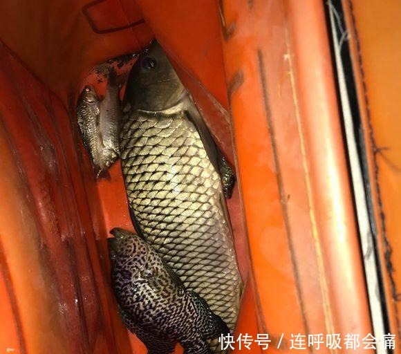 罗非|排水渠钓到一条怪罗非,全身花斑,钓友说是罗非鱼王!