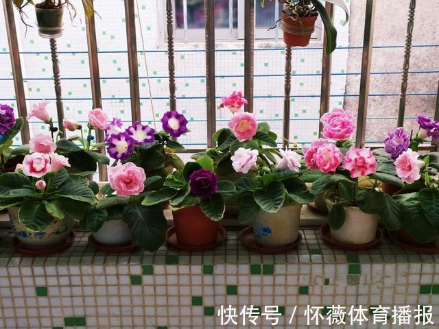 最美的球根花,有点散光就开花,花开如牡丹,全年能开花比绿萝强