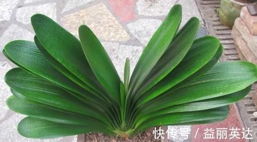 最厉害的养花营养液给君子兰喝一勺,叶片坚挺如折扇