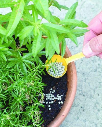 春天养花有“三忌”，及时避开才能枝繁叶茂，绽放层叠群花！