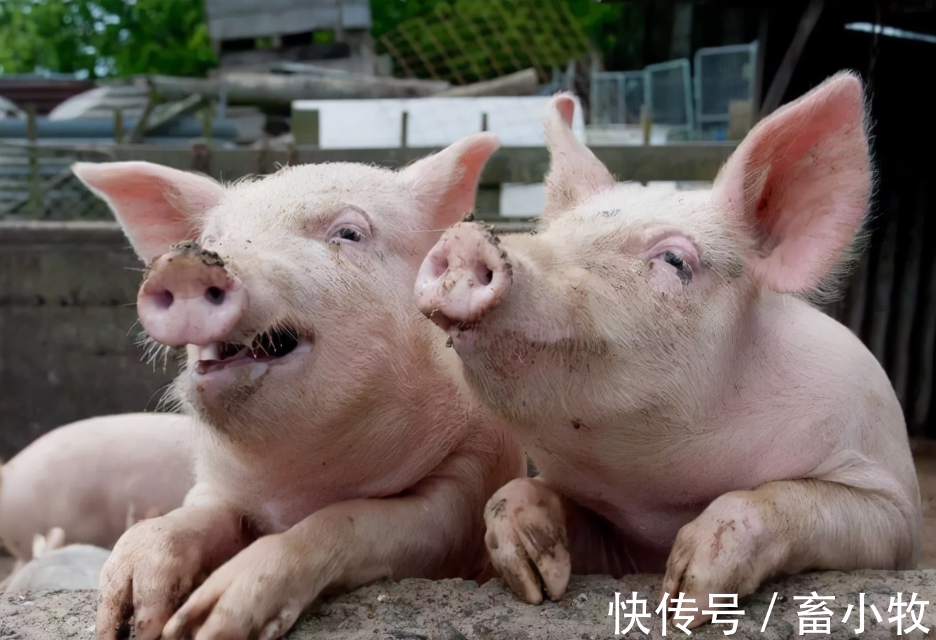 猪群|猪咳嗽用什么药效果好?猪咳嗽怎么治最有效?本文教你好方法