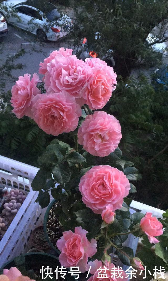 一款超级香的阳台盆栽花,花朵也漂亮,四季都开花,养护也不难