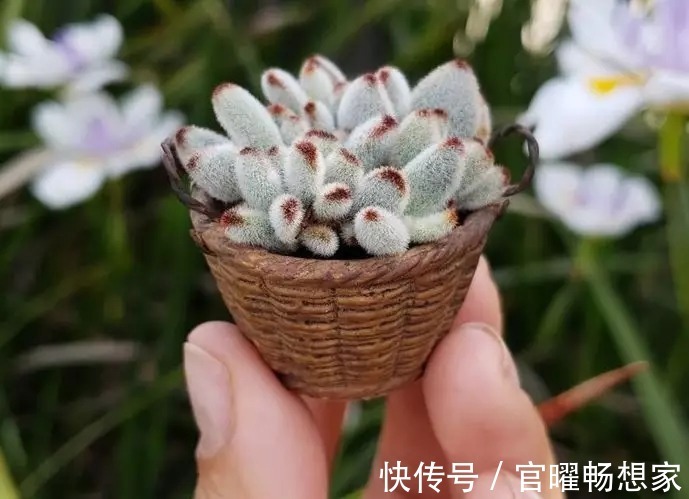 指甲盖大小的多肉你见过吗自己在家就能养出来,可爱到心颤!