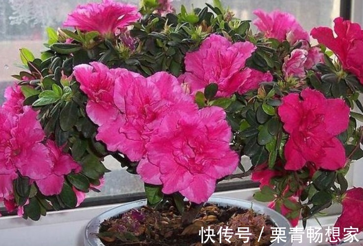 栀子花、茉莉花、都爱喝“1种液体”,用后叶子绿、开花旺