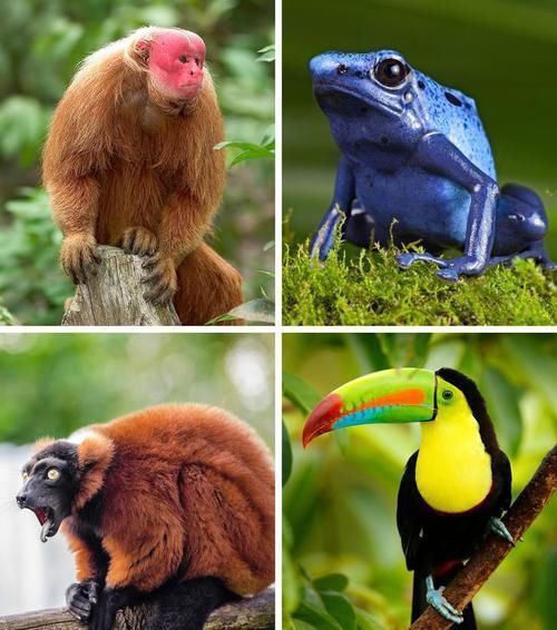 全球变暖 如果亚马逊雨林被彻底烧毁,可能会发生在地球上的11件事