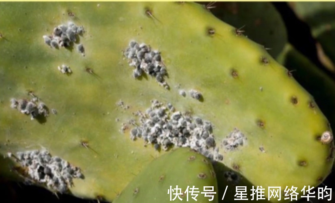 口红|女生用的口红竟然是用虫子做的!