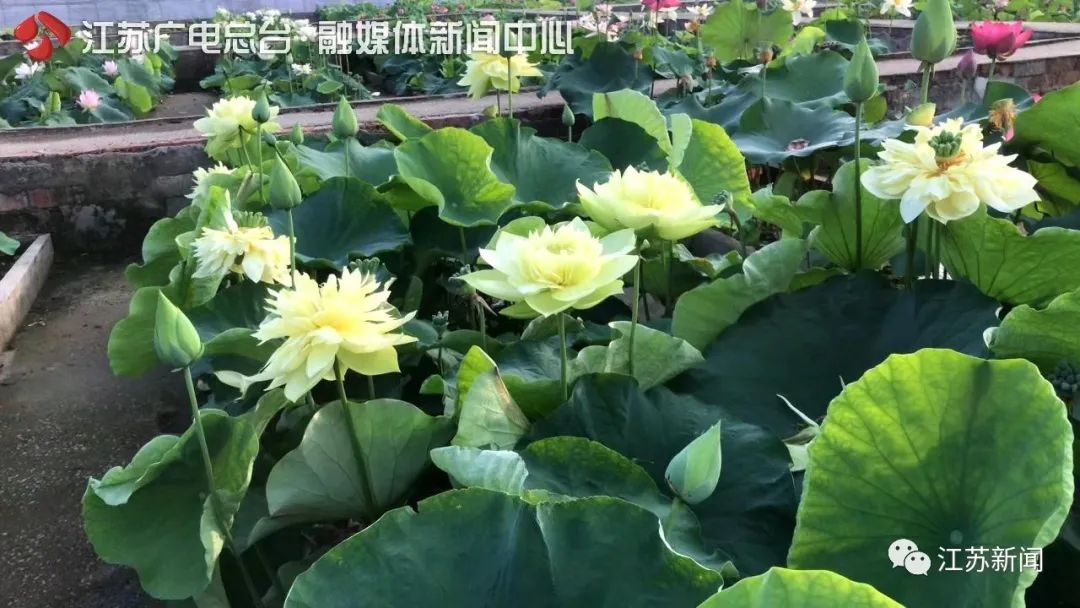 石城菊黄|这朵荷花拿下国际竞赛冠军