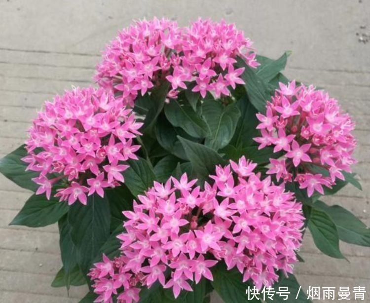 4种花漂亮又好养，养几盆家里变花海，颜值超高超美的