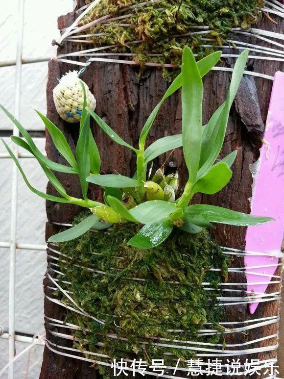 蝴蝶兰不用土不用肥,1块树皮就能活!