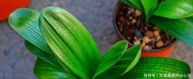 什么阿司匹林、维生素都不如“1块它”,掰碎扔盆里,壮根挤破盆!