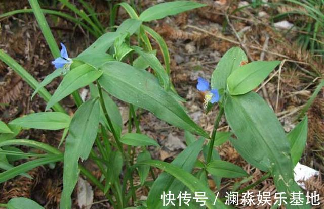 草药|2种农村不起眼的野草，既是野菜，又是治病草药，不知道太可惜了