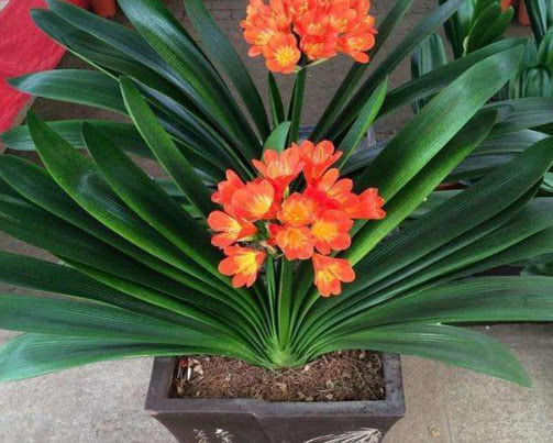 兰花|君子兰花清香叶翠绿,教你种植君子兰的3个小妙招,值得大家尝试