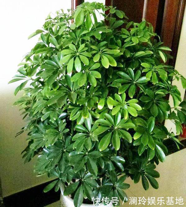 4种花很吉祥,再不喜欢也要养一盆,看着就富贵,空气一级棒