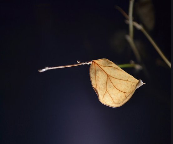  深秋|枫叶｜爱在深秋