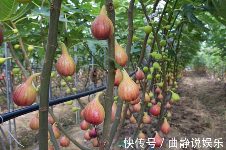 代茶饮|无花果能增进食欲,润肠通便,但无花果怎么吃最健康你懂吗