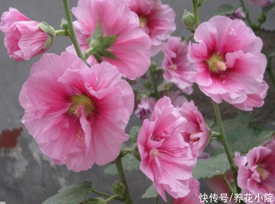 月季|适合夏天养的5种花，不怕热、不怕晒，照常开花