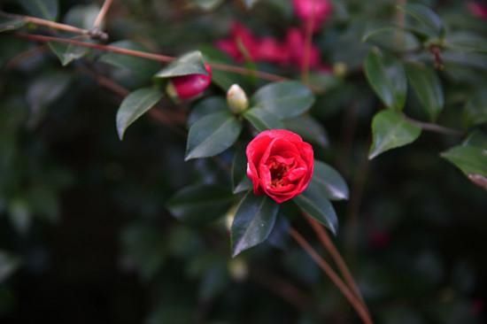 渐次|花港景区茶梅、茶花渐次绽放