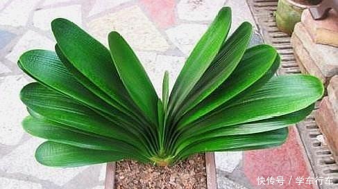 别给君子兰用啤酒了,用它才最“靠谱”的,叶片宽大油绿又整齐!