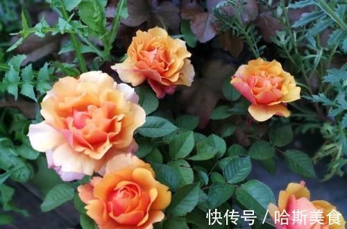 此花，比茶花漂亮，比茉莉清香，每年花开长达200天，值得拥有