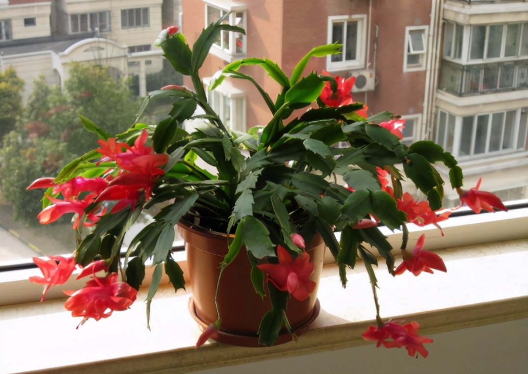 4种花被称为“夏必死”,没有大棚环境,新手春季最好不要买