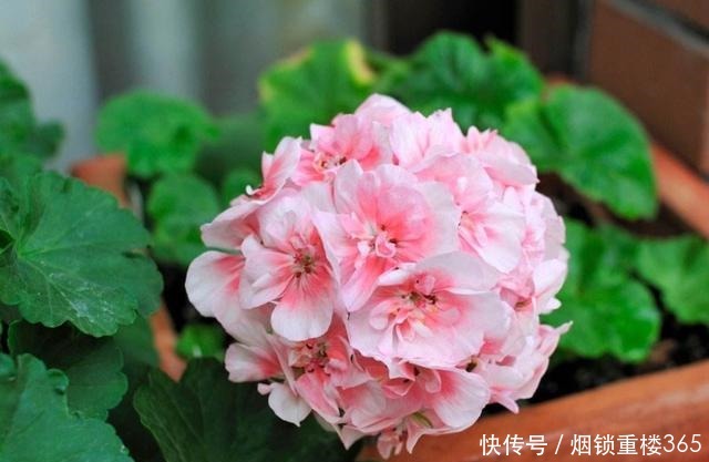 养花就养3种耐旱花,花大色艳四季开花,越养越好养,人见人爱