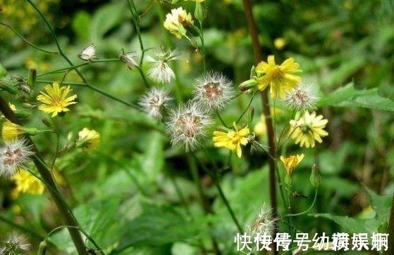 杂草|乡下的“九死还魂草”,长在地里没人搭理,关键时候能救命