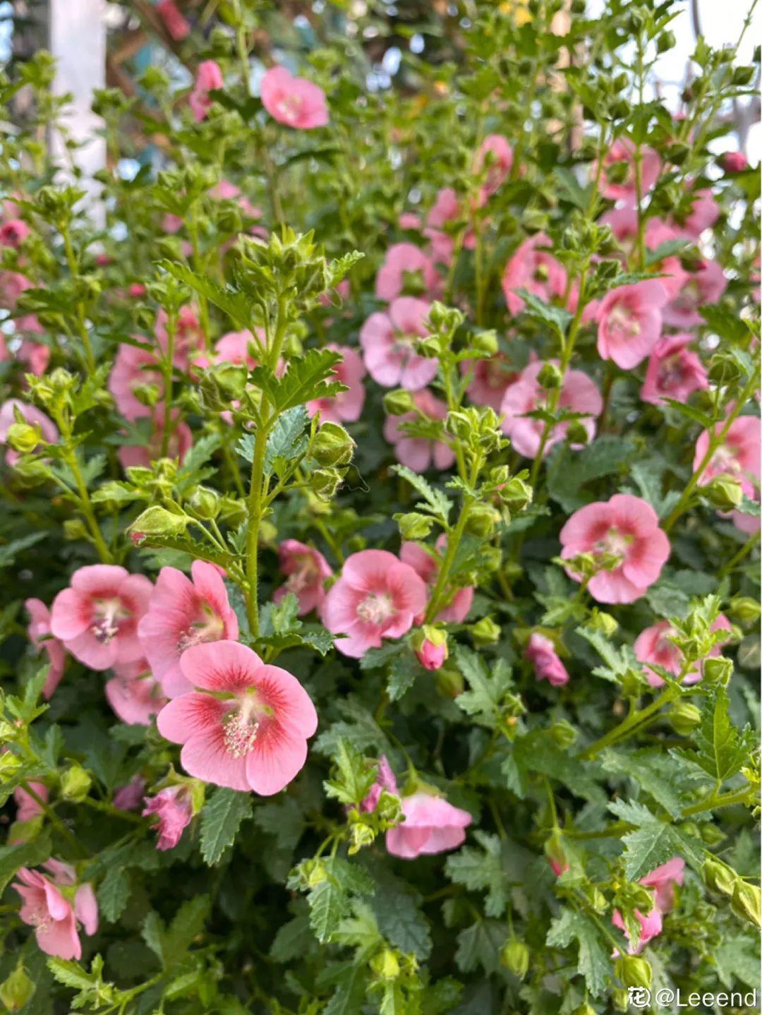蓝目菊|蓝雪花妥妥的开花机器，花量大、花期长，让人不得不爱