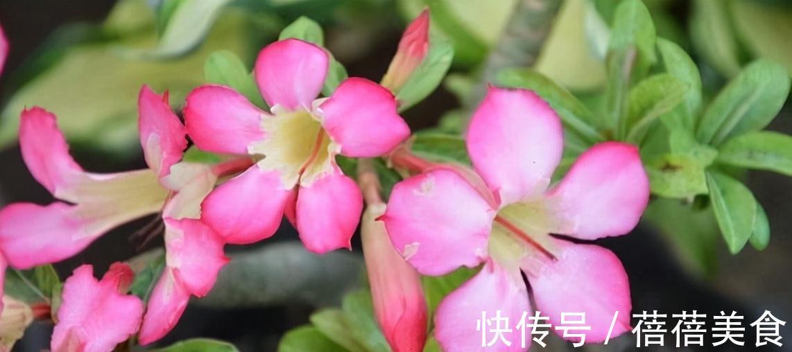 农历九月十八霜降后，养什么花？家里养3种花，红红火火事业有成