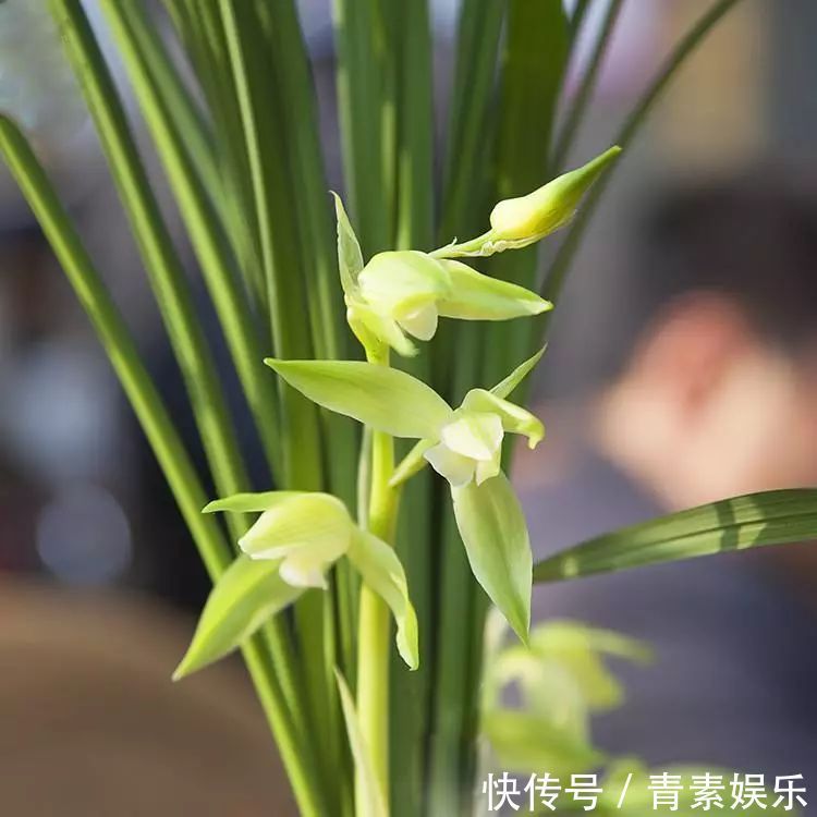 封闭式阳台也能养出一屋子的兰花,光照和湿度管理很重要!