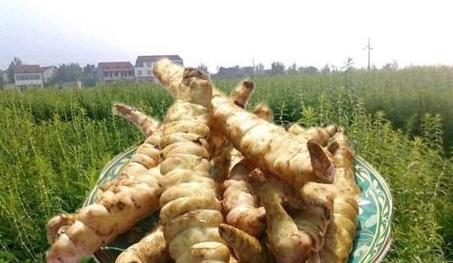 银条菜|这野菜是埋在地下的“银条”,药用堪比虫草,一斤6百让人吃不起