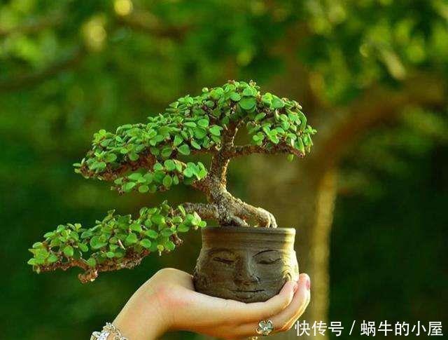 绣球|5种漂亮花,喜欢“穷养”,挤在破盆里,能养30年