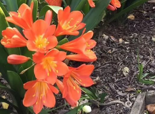 骨粉|养君子兰、长寿花,盆里撒点“万能肥”,新芽猛长,呼呼开花!