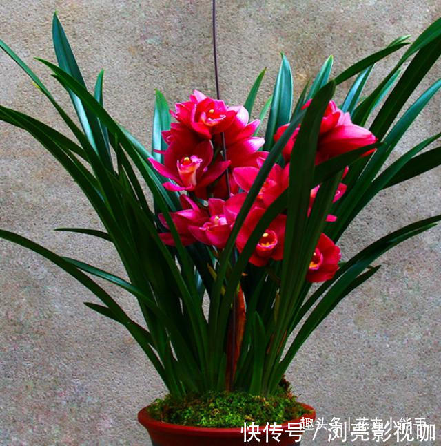 这款兰花,被誉为“开花机器”,花大色艳香味浓,勤花勤草好养活