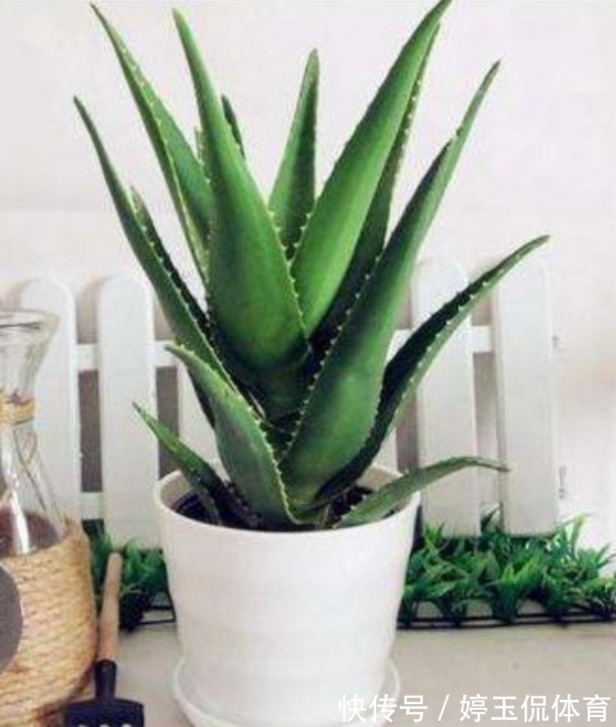 有害气体|6种漂亮的植物,适合在卧室养,能缓解疲劳,改善睡眠