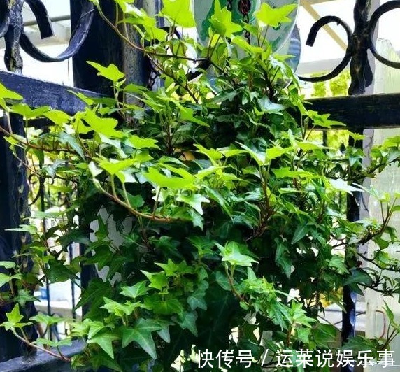 5种颜值最高的“垂吊花”，空中摇曳荡漾，宛如一幅画卷，太美了