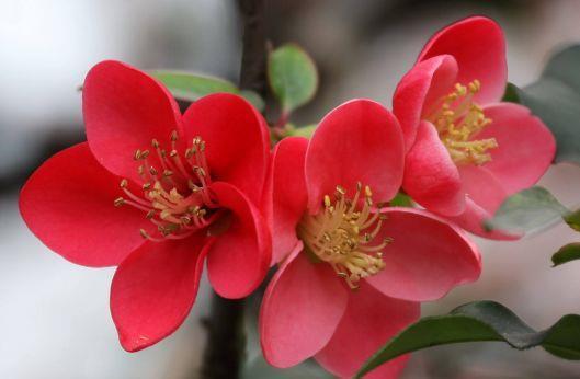  花期|家中养此4种花，一年就能开成花墙，花期超长的